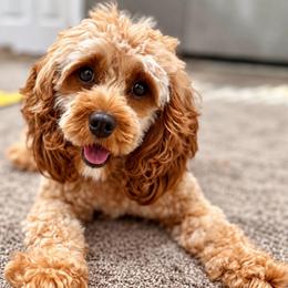 Poppy - Cavapoo