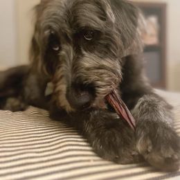 Goldendoodle, Labradoodle, and Poodle All Grown Up from Cuddles and Curls - NC Doodles