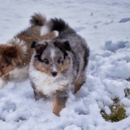 Shetland Sheepdog Puppies from RimRanch Shelties