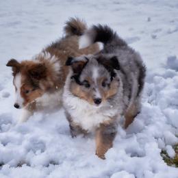 Shetland Sheepdog Puppies from RimRanch Shelties