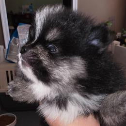 Minnie - Black and tan female Pomeranian puppy in Jacksonville, Florida from L'Orlean Kennels