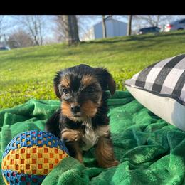 Yorkshire Terrier Puppies from TK PUPS
