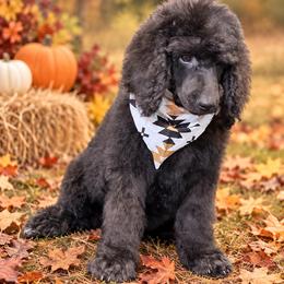Charlie Pride - Black male Poodle puppy in Lookout, California from Rossiter Poodles