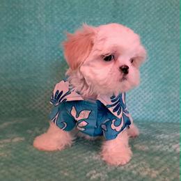 Cloud - White male Shih Tzu puppy in Silver Springs, Nevada from Meadowlyn's Dream Shih Tzu
