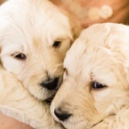 Bernedoodle and Goldendoodle Puppies from Rose canyon doodles