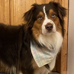 Australian Shepherds from Hendra Family Aussies