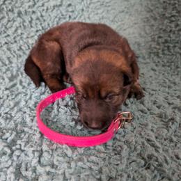 Pink - Sable female German Shepherd puppy in Motley, Minnesota from Von Thomson Haus
