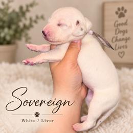 Sovereign - White and liver brown female Dalmatian puppy in Toledo, Ohio from Exquisite Dalmatians & Standard Poodles