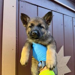 Teal collar - Sable female German Shepherd puppy in Hollis Center, Maine from Noble German Shepherds of Maine