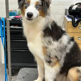 Karma - Blue merle male Australian Shepherd puppy in Muncie, Indiana from Gemfire Australian Shepherds