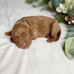 Goldendoodle Puppies from Golden Creek Doodles
