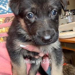 Girl 4 - Bi-color female German Shepherd puppy in Germantown, Ohio from TNT Pups
