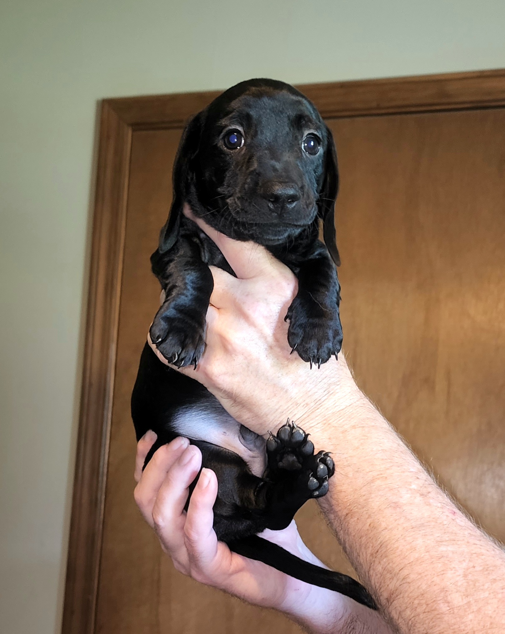 Dachshund Puppies from Cains Dachshunds