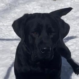 Lush  - Labrador Retriever