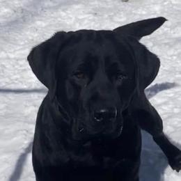Lush  - Labrador Retriever