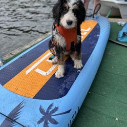 Bernedoodle Puppies from Bern'N Love Doodles