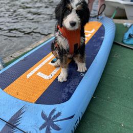 Bernedoodle Puppies from Bern'N Love Doodles