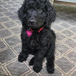 Goldendoodle Puppies from Sugar River Doodles