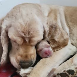 Cocker Spaniels from Dream Catcher Cockers