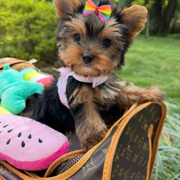 Autumn - Black and tan female Yorkshire Terrier puppy in North Chelmsford, Massachusetts from Coastal Yorkshire Terrier Yorkies & Biewer Terriers