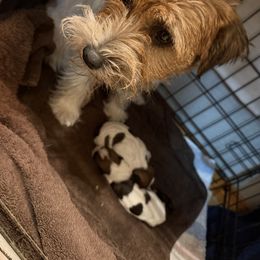 Boy 1 - White and tan male Russell Terrier puppy in Oklahoma from Elite Russell Terriers