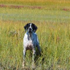 Lagotti Romagnoli and Pointers from RaceCity