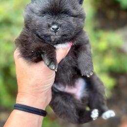 CRUELLA - Black female Pomeranian puppy in Willis, Texas from Treasured Jewels Pomeranians