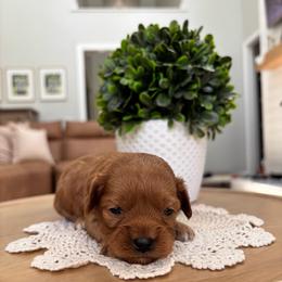 Coco - Red  female Goldendoodle puppy in Alamance County, North Carolina from Doodle Squad Puppies