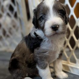 Aussiedoodle Puppies from Ridgeview Aussiedoodles
