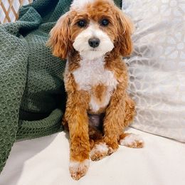 Scout - Goldendoodle