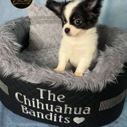 Apollo - Black and white male Chihuahua puppy in Sanford, North Carolina from Bandit’s