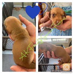 Anatolian Shepherd Dog and Dachshund Puppies from AKFourty Seven Farms