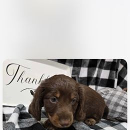 Beau - Dachshund