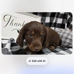 Beau - Dachshund