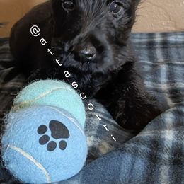 Scottish Terrier Puppies from Atta Scottie
