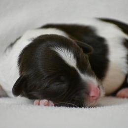 Girl 4 chocolate less white on face - Chocolate female Havanese puppy in Angier, North Carolina from Hoppy Havanese