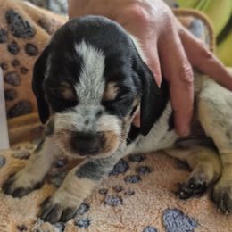 Girl 2 - Blue ticked and tan female Bluetick Coonhound puppy in Centerville, Pennsylvania from Holcomb's Hounds