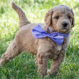 Ryan Sun - Apricot male Goldendoodle puppy in Roy, Utah from Doodles are Amazing