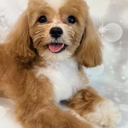 Gizmo - Maltipoo