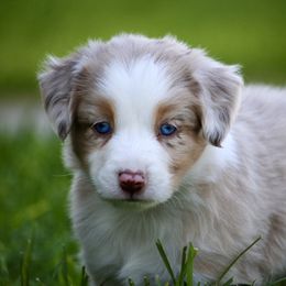 Australian Shepherd, Miniature American Shepherd, Miniature Australian Shepherd, and Toy Australian Shepherd Puppies from Painted Blue Aussies