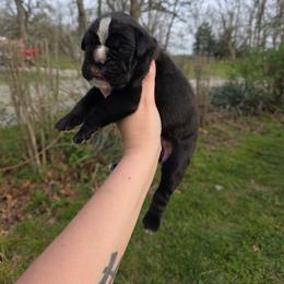 Cora - Brindle female Boxer puppy in Billings, Missouri from Azaleas Euro Boxers & Boston Terriers