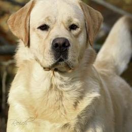Girl 1 - Yellow female Labrador Retriever puppy in Hayes, Virginia from Gainesfield Labradors and Pembroke Welsh Corgis