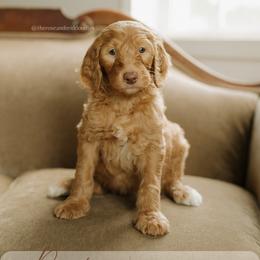 Randy Travis - Apricot male Goldendoodle puppy in Hiddenite, North Carolina from Rose and Reid Doodles