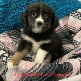 Miniature Australian Shepherd Puppies from Texas Miniature Aussies