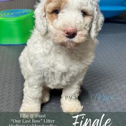 Finale - Parti female Goldendoodle puppy in Paxville, South Carolina from Pack Street Pups