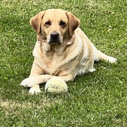 Cinder - Labrador Retriever