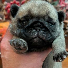 Pug puppies from Hoskinspugs