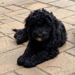 Australian Mountain Doodle Puppies from Magnolia Grove Farms