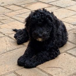 Australian Mountain Doodle Puppies from Magnolia Grove Farms