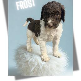 Frost - Parti male Goldendoodle puppy in Ellenburg Center, New York from Kristin's Puppies